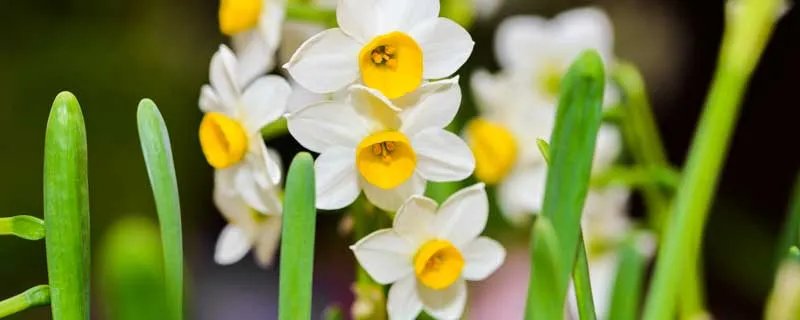 一花独放不是春百花齐放春满园是什么意思 百花齐放春满园懂得了什么