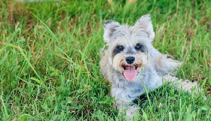 迷你雪纳瑞喂养方法 雪纳瑞出生之后吃什么