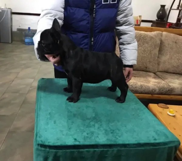 法国斗牛犬价格多少？