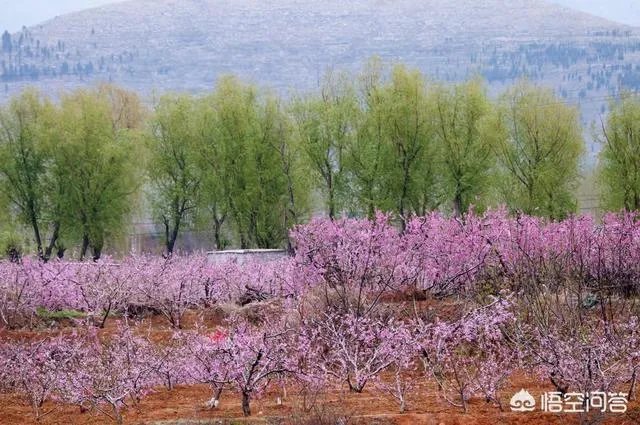 蒋大为唱的那首《在那桃花盛开的地方》，到底是哪个地方？
