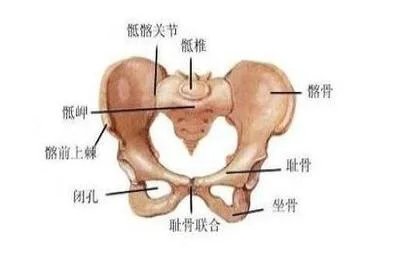 男性耻骨联合位置图