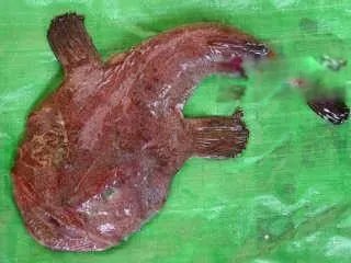 深海安康鱼恐怖长什么样子 怎么做比较好吃