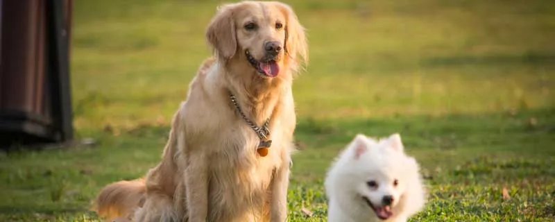 宠物消毒剂十大品牌排行榜 十大宠物消毒液