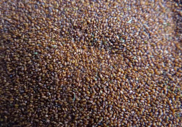 海藻面膜怎么调