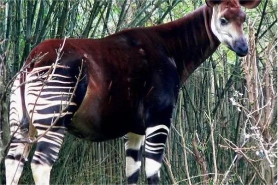 十大奇怪的动物