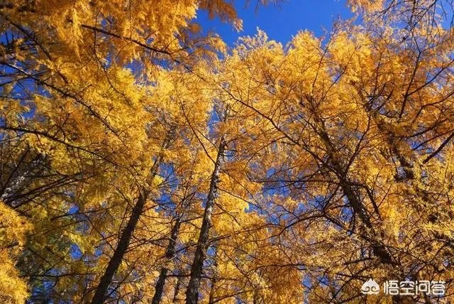 大兴安岭,这么美,你会去看看吗?