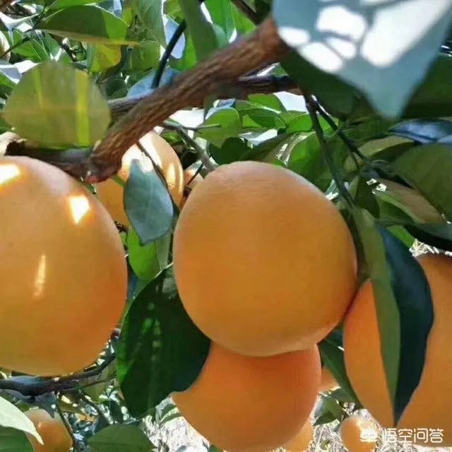 江西赣南脐橙和四川的