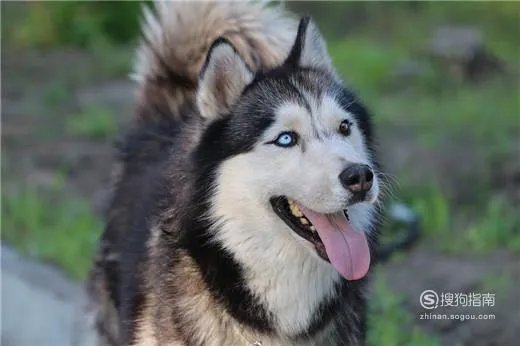 阿拉斯加犬性格