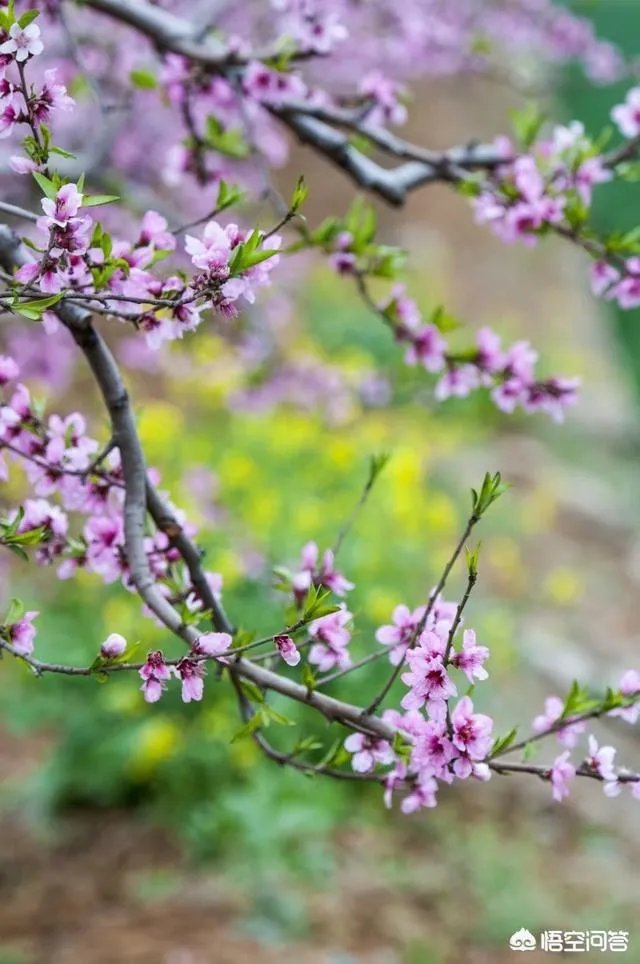 蒋大为唱的那首《在那桃花盛开的地方》，到底是哪个地方？