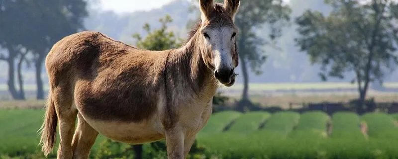 骡子和马的区别