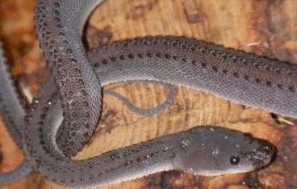 在世界上的动植物当中，爪哇闪皮蛇有怎样的药用价值？