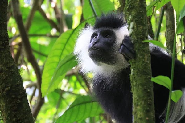 十大奇怪的动物