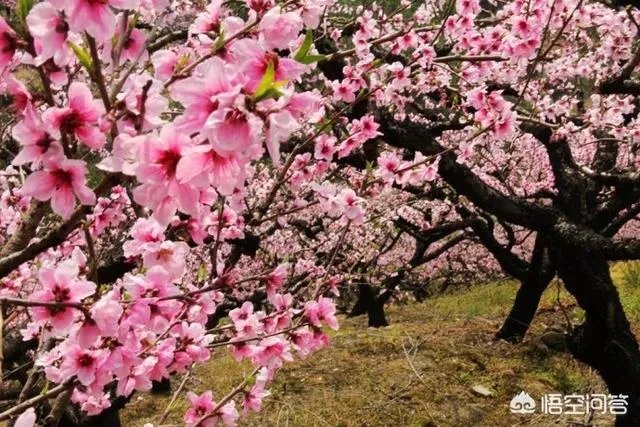 蒋大为唱的那首《在那桃花盛开的地方》，到底是哪个地方？