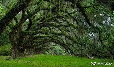 小溪泛尽却山行的“却”是什么意思？