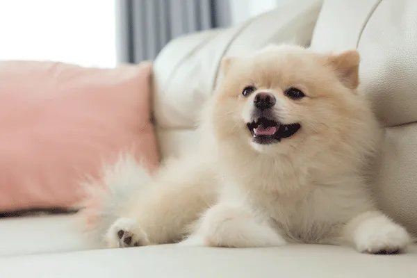 一心一意打一生肖 一心一意打一生肖是什么动物