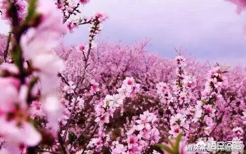 蒋大为唱的那首《在那桃花盛开的地方》，到底是哪个地方？