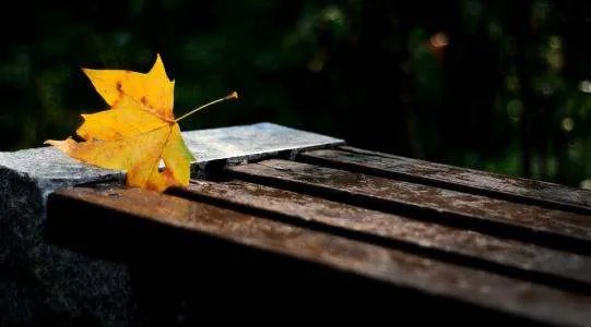 一叶知秋什么意思是什么