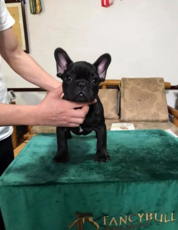 法国斗牛犬价格多少？