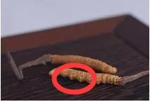 冬虫夏草酒的价格