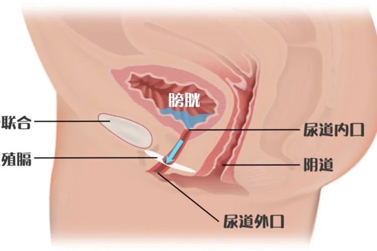女性尿道口在哪个部位