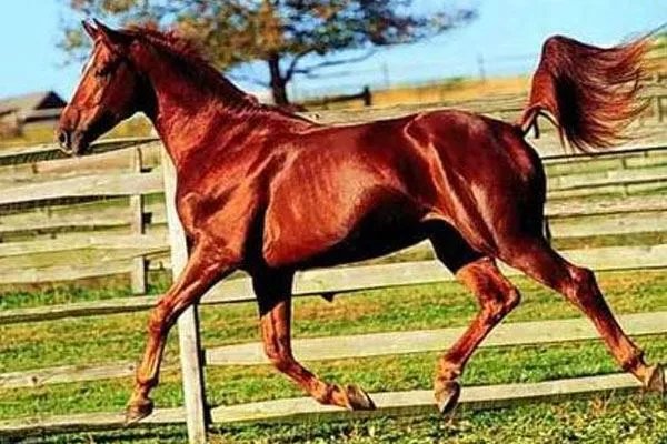 伊犁马和阿哈尔捷金马，到底哪一种才是真正的汗血宝马？