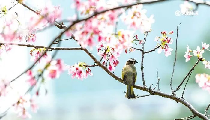 无可奈何花落去似曾相识燕归来意思