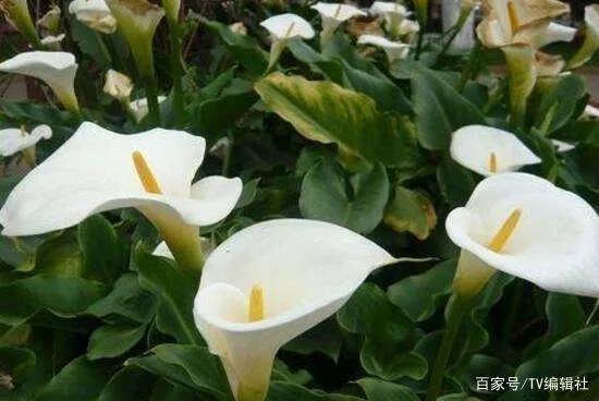 马蹄莲有毒吗？马蹄莲适合室内养吗？