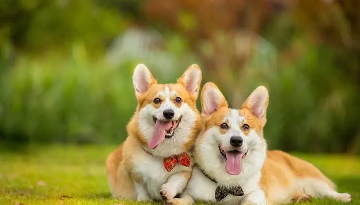 宠物消毒剂十大品牌排行榜 十大宠物消毒液