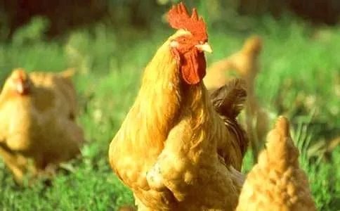 铁公鸡歇后语及答案