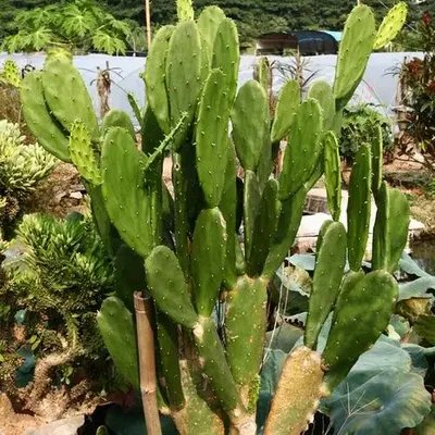 仙人掌对防辐射，真的有用吗？