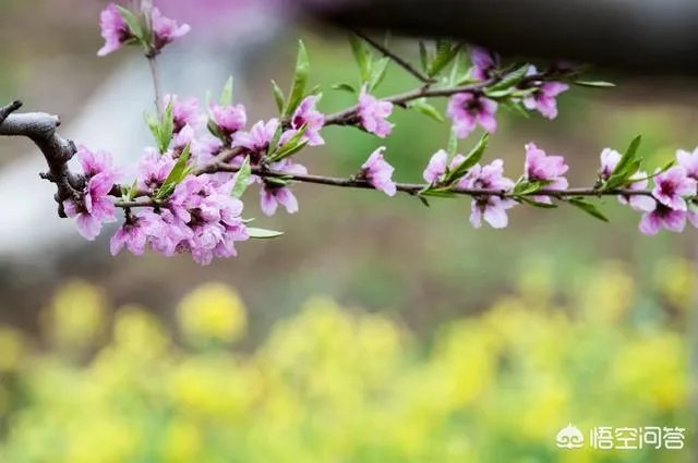 蒋大为唱的那首《在那桃花盛开的地方》，到底是哪个地方？