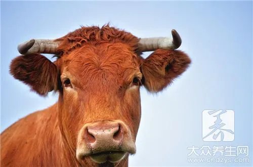 牛脑做怎么做好吃？方法有这些！