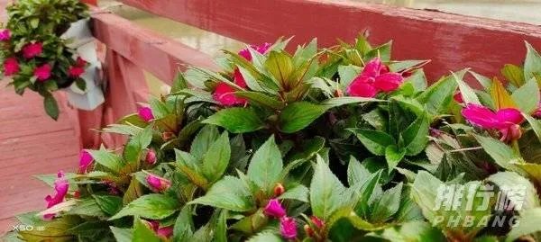 vivox50多少钱_vivo x50价格是多少