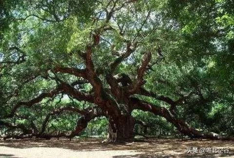 小溪泛尽却山行的“却”是什么意思？