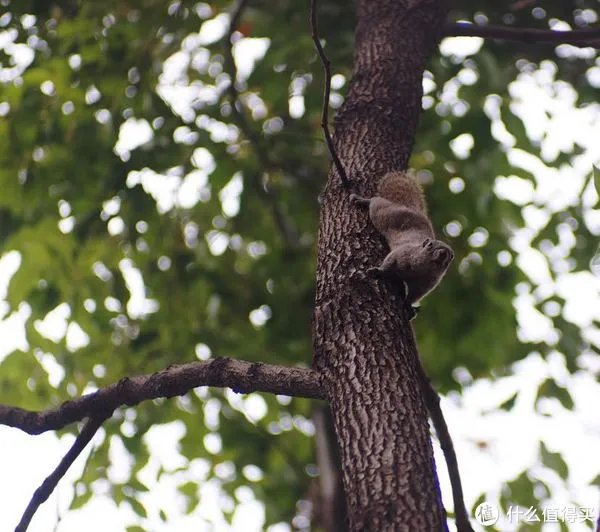 摄影器材 篇一：索尼微单nex6十万快门有感 多个镜头评测
