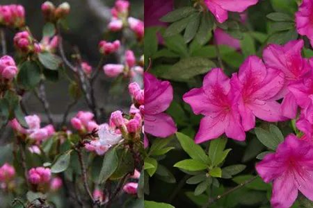 杜鹃花什么时候开