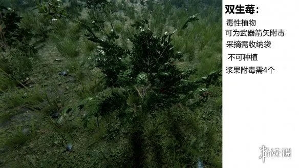 《森林》游戏植物有什么 the forest植物图鉴分享