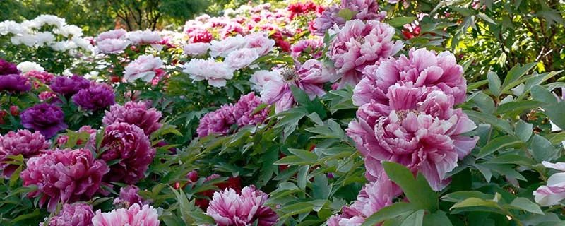 菠萝的产地在哪里 菠萝的产地在哪里呢