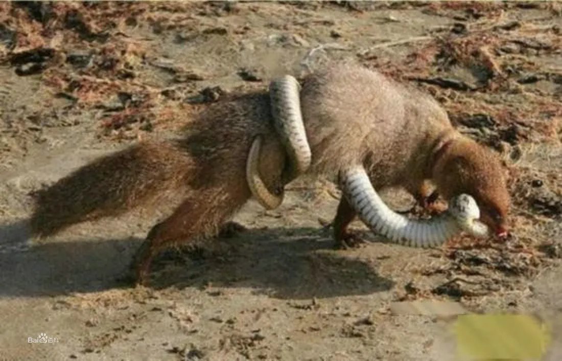 红颊獴的种群现状