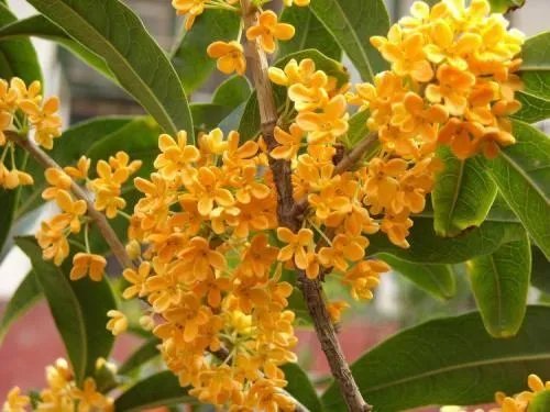 金字的拼音是什么怎么组词