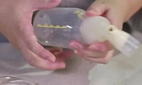 手动吸奶器如何用？