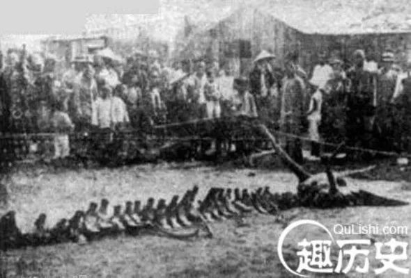 1934年营口坠龙事件 其中真相竟然是这样的