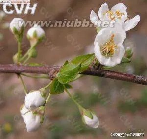 麦李的主要品种