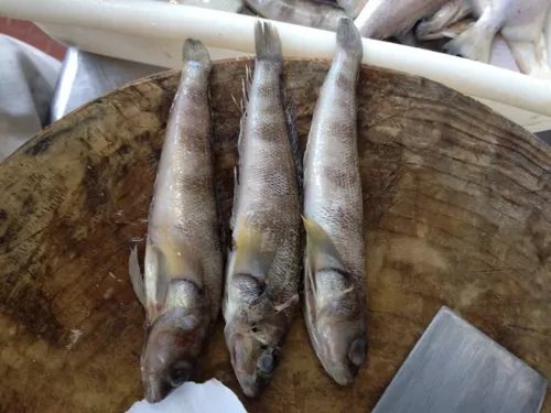 武汉人说的冰鱼是什么鱼的图片