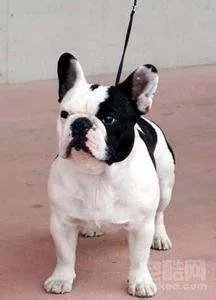 斗牛犬与斗牛梗有什么区别