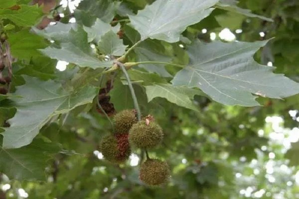 英国梧桐和梧桐的区别