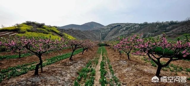 蒋大为唱的那首《在那桃花盛开的地方》，到底是哪个地方？