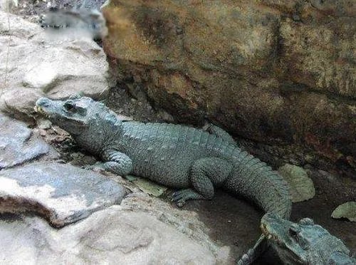 非洲侏儒鳄真实图片长什么样 可以养殖当宠物吗