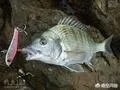 养条石鲷是一种怎样的体验呢?