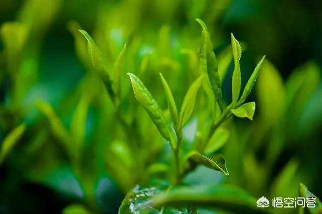 请问护肤品中绿茶提取物有什么作用？